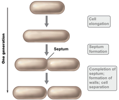 Binary fission process