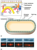 Fts proteins and divisome complex