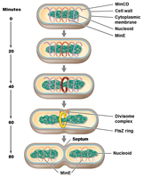 Cell division and FtsZ ring localization