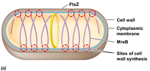 MreB and cell wall synthesis sites