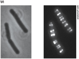 Fluorescent labeling of MreB