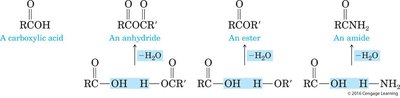 Examples of condensation reactions forming anhydrides, esters, and amides