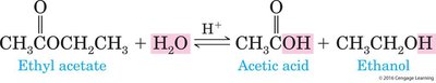 Hydrolysis of ethyl acetate to acetic acid and ethanol