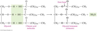 Formation of triacylglycerol from glycerol and fatty acids