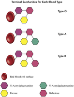 Terminal saccharides for each blood type