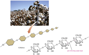 Structure of cellulose and its occurrence in plants
