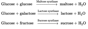 Formation of disaccharides from monosaccharides
