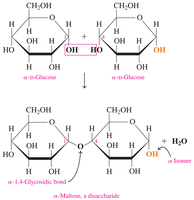 Structure of maltose (glucose + glucose)