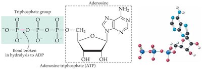 ATP structure and hydrolysis