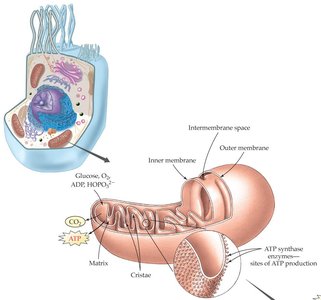 Mitochondrion structure and ATP production sites