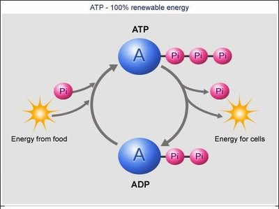 ATP-ADP cycle