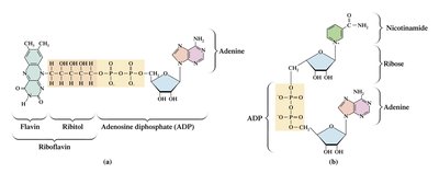 Structures of NAD+ and FAD