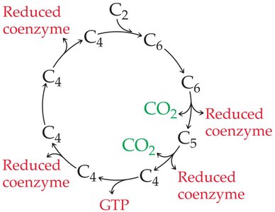Citric acid cycle diagram