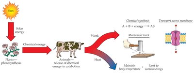 Flow of energy from sun to plants to animals and work/heat
