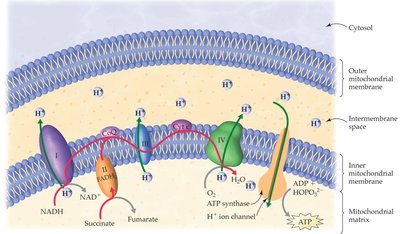 Electron transport chain and H+ pumping