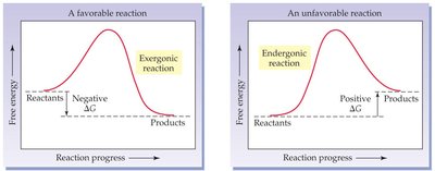 Graphs of exergonic and endergonic reactions