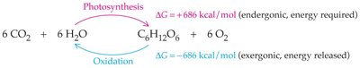Photosynthesis and oxidation reactions with ΔG values