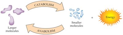 Catabolism and anabolism diagram