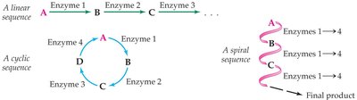 Linear, cyclic, and spiral metabolic pathways