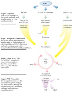 Overview of energy production stages
