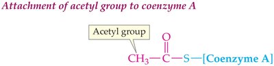 Attachment of acetyl group to coenzyme A
