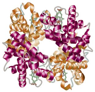 Structure of hemoglobin protein