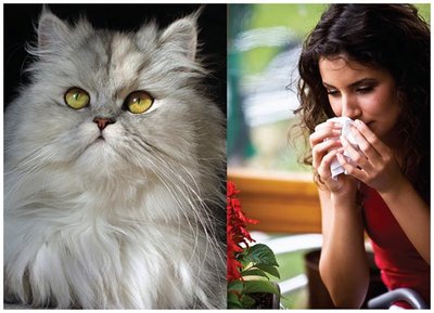 Person sneezing near a cat