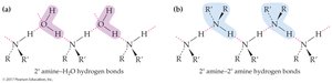 Hydrogen bonding in amines