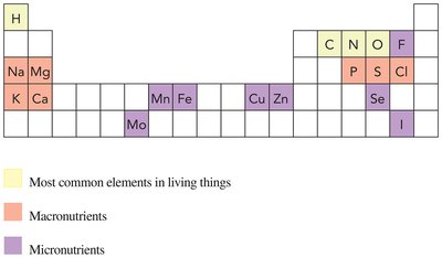 Biologically important elements in the periodic table