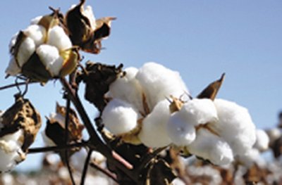 Cotton (cellulose source)