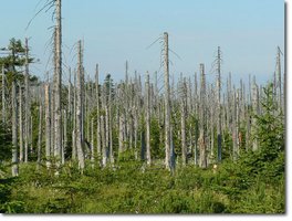 Forest with dead trees due to acid rain