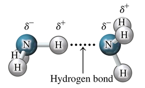 Hydrogen bond between NH3 molecules
