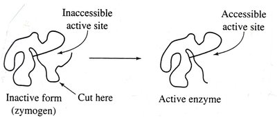 Zymogen activation diagram