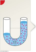 Osmosis at equilibrium