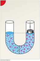 Osmotic pressure demonstration