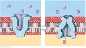 Facilitated diffusion of glucose