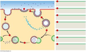 Receptor-mediated endocytosis and exocytosis