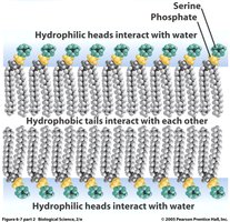 Phospholipid bilayer showing hydrophilic heads and hydrophobic tails