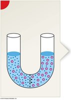 Osmosis: water movement toward higher solute concentration