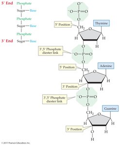 DNA phosphate backbone