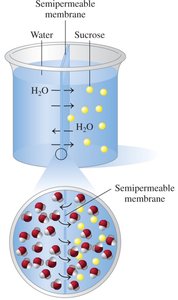 Osmosis across a semipermeable membrane