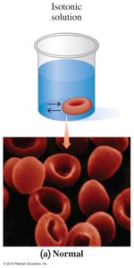 Isotonic solution and normal red blood cells