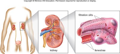 Filtration in the kidney