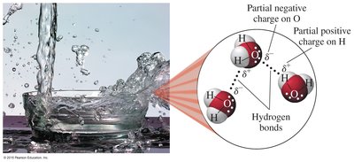 Water molecules showing polarity and hydrogen bonding
