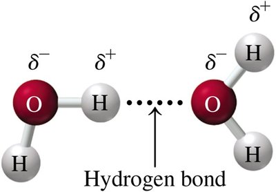 Hydrogen bond between water molecules