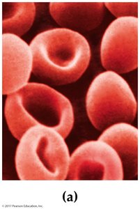 Red blood cells