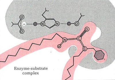 Enzyme-substrate complex