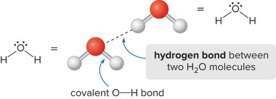 Hydrogen bonding between water molecules
