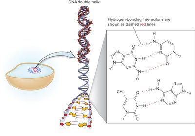Hydrogen bonding in DNA