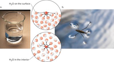 Surface tension in water and its effect on objects